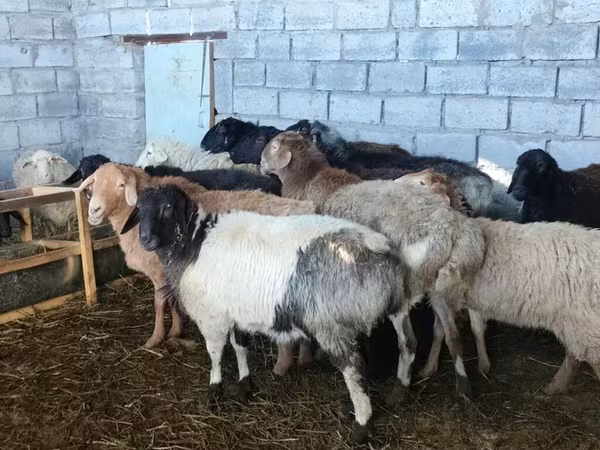 Sheep, Sheep — Kyrgyzstan