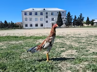 Chickens — foto 4