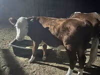 ثور, Simmental cattle — الصورة 5