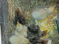 Turkeys — ảnh 3
