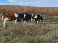 Býk, Russian Black pied cattle — foto 1