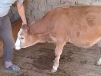 گاو نر, Simmental cattle — عکس 3