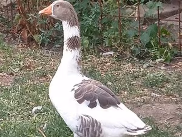 Geese