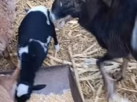 ვერძი, Dorper sheep — ფოტო 1