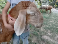 قوچ, Arashan sheep — عکس 1