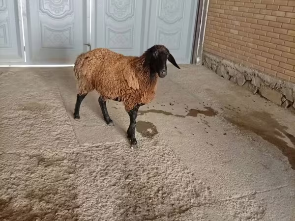 Ram, Sheep