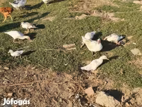 Ducks — Foto 6