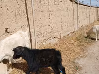 Kambing jantan, Goats — foto 4