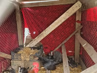 Chickens — รูปภาพ 1