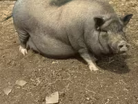 หมูป่าตัวผู้, Вьетнамская вислобрюхая — รูปภาพ 3