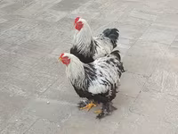 براهما — عکس 1