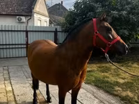 Kısrak, Atlar — foto 4