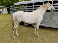 公马, Missouri foxtrotter — 照片 1