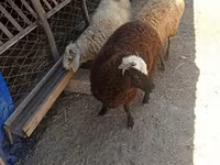 Domba (batch, jenis kelamin tidak disebutkan), Sheep — foto 1