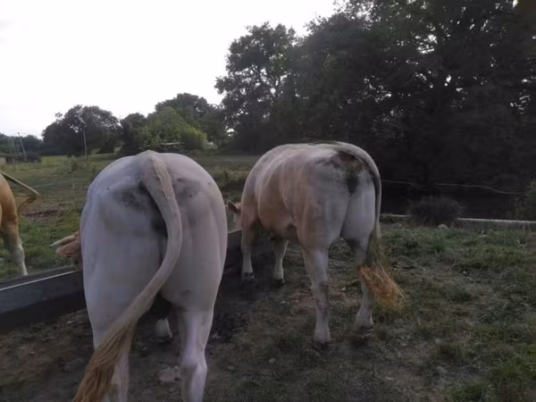 Bull, Blonde d’Aquitane cattle
