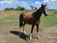 Hingst, Westphalian — foto 4