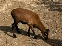 Beran, Cameroon sheep — foto 2