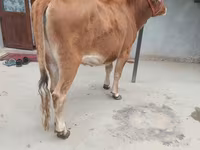 Cow, Cattle — photo 2