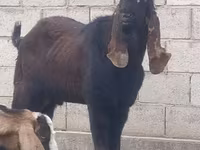 بز نر, Nubian Goat — عکس 6
