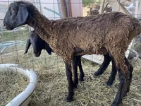 قوچ, Kazakh fat-tailed coarsewool sheep — عکس 4