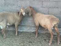 Widder, Arashan sheep — Foto 2