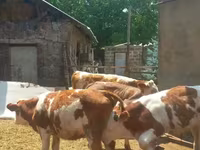 Lembu jantan, Simmental cattle — foto 2