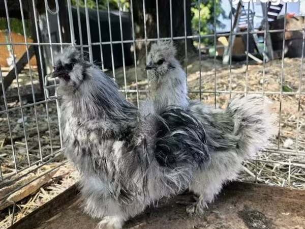 Seidenhuhn