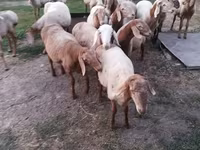 قوچ, Rhon sheep — عکس 1