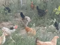Chickens — foto 5
