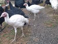 Turkeys — ছবি 1