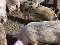 Cinghiale, Maiali — foto 4