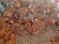 Chickens — լուսանկար 4