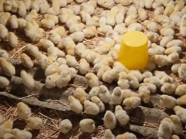 Chickens