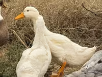 Ducks — 5. fotó