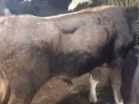황소, Russian Black pied cattle — 사진 2