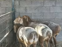 Kambing betina, Arashan sheep — foto 4