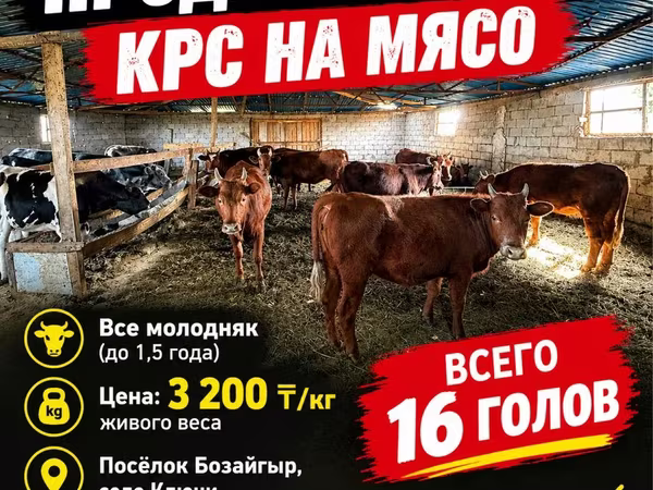 Bik, Simmental cattle