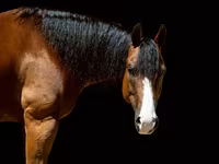 Kůň, Quarter Horse — foto 2