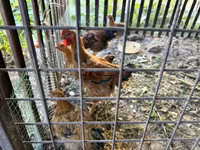 تھائی گیم — تصویر 5