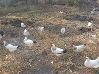 ساسکس — عکس 6
