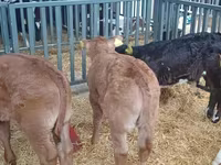 Bou, Bovine — foto 7