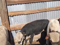 Krava, Latvian Blue cattle — foto 6