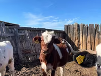 Toro, Russian Black pied cattle — foto 2