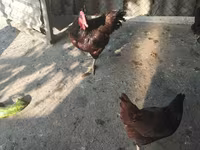 آسترالورپ — عکس 5