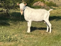 Caprone, Saanen goat — foto 3