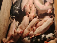 خوک (گروه، جنسیت مشخص نشده), خوک — عکس 1