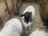 میش, Dorper sheep — عکس 2