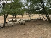 Kambing jantan, Goats — foto 8