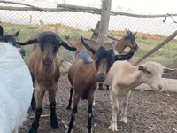 Koza, Alpine goat — zdjęcie 7