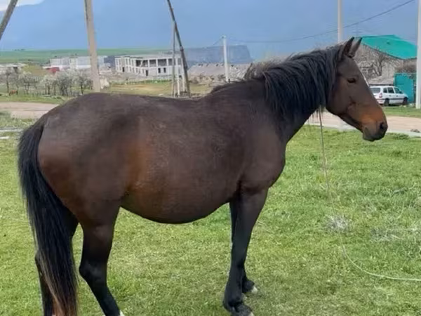 Kuda betina, Horses